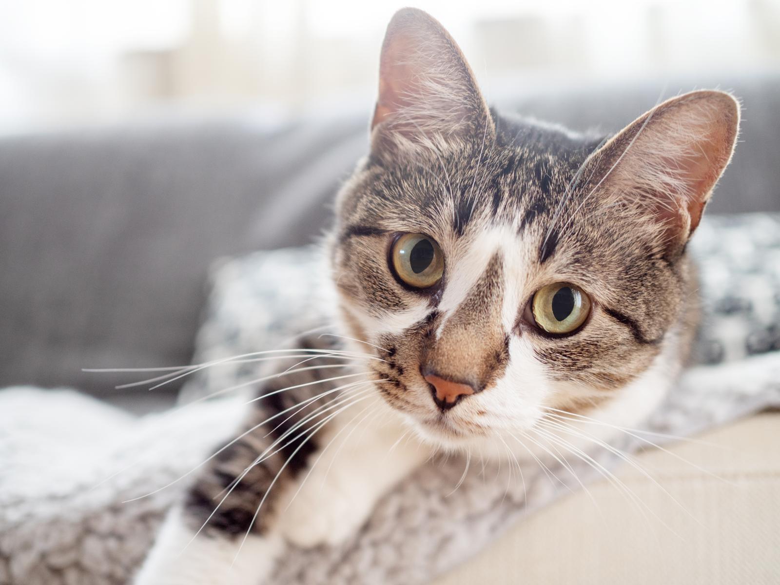 Come calmare il gatto in macchina?