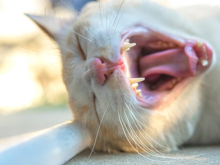 Come calmare un gatto che ringhia?