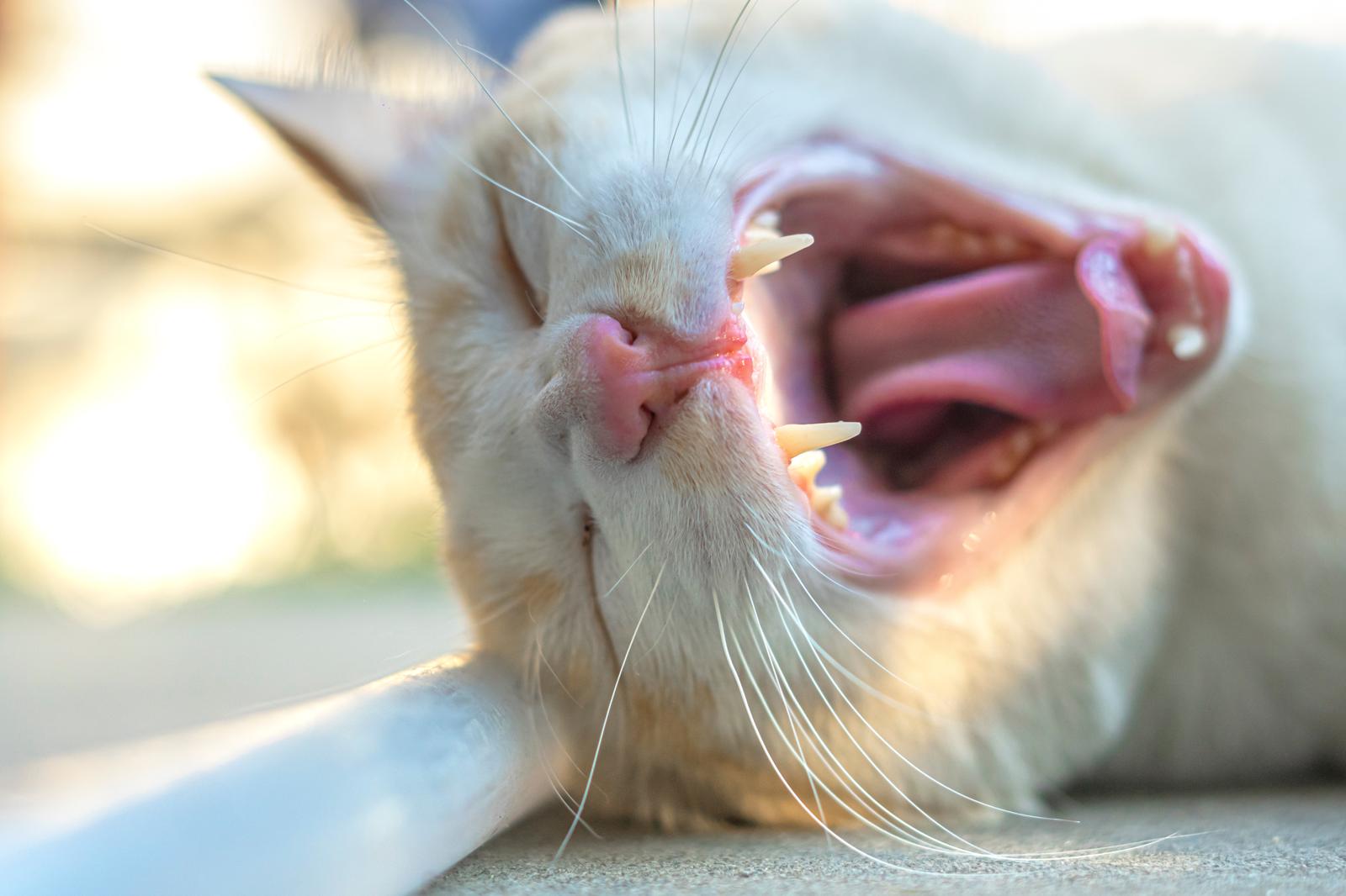 Come calmare un gatto che ringhia?