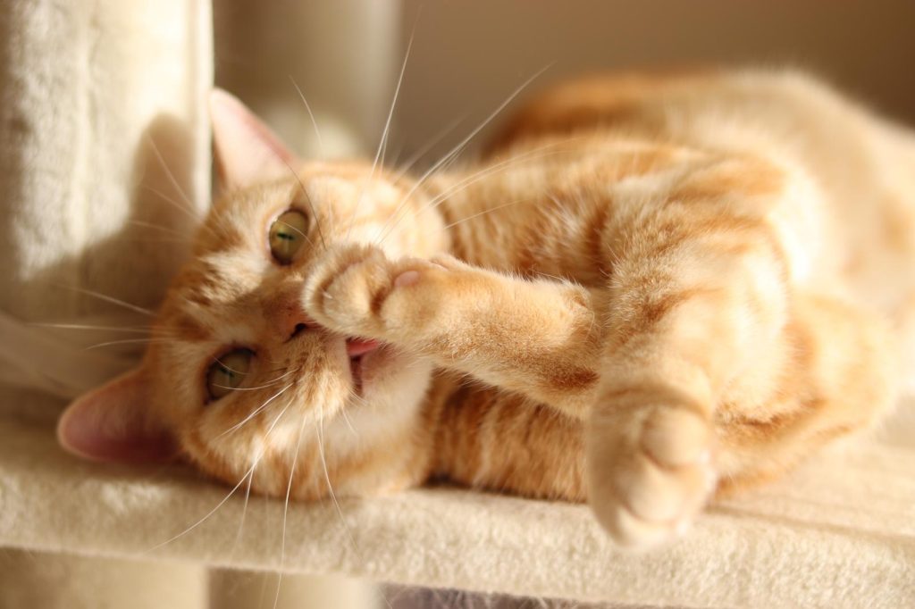 Come capire l'età di un gatto