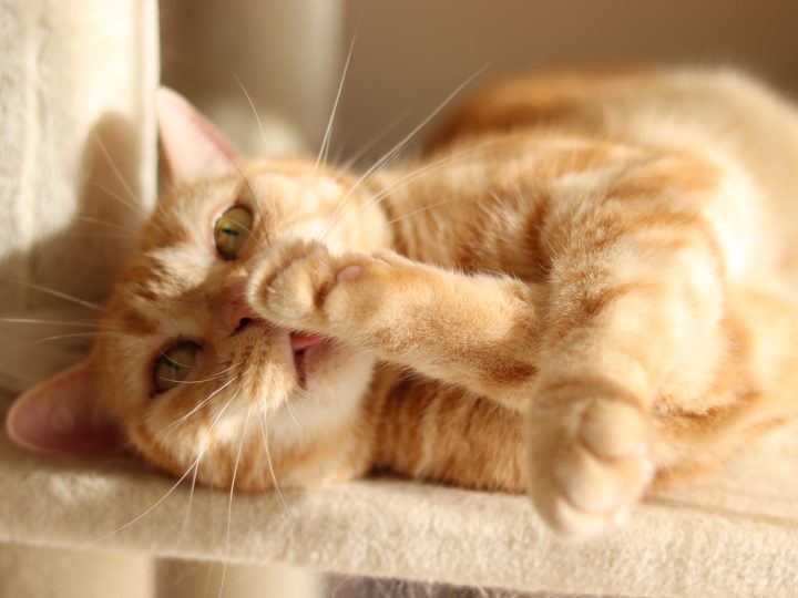Come capire l’età di un gatto?