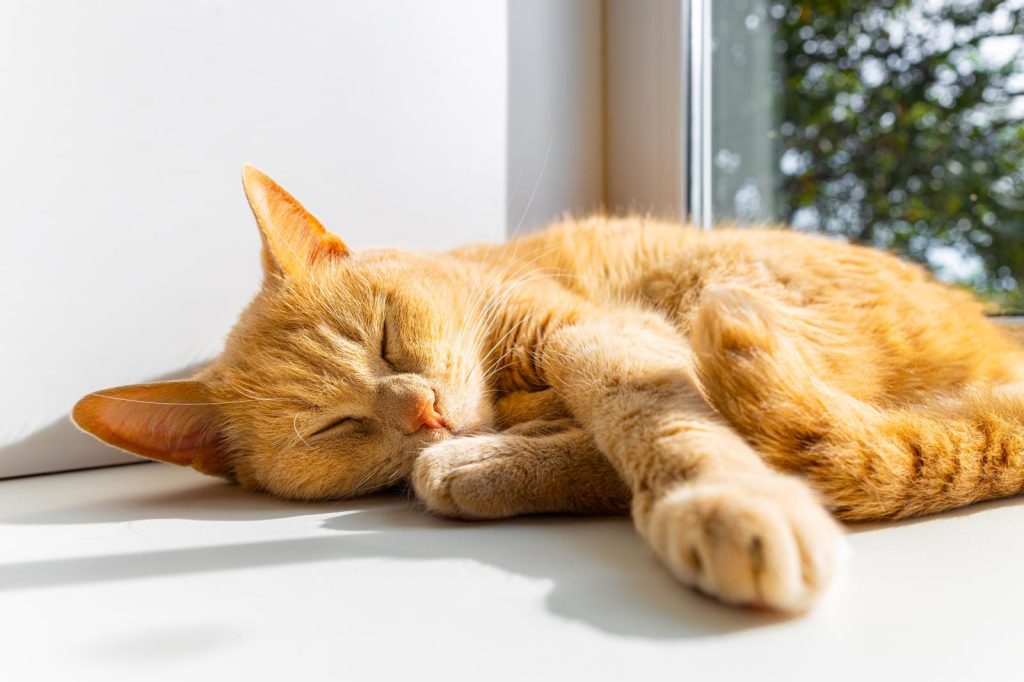 Come capire l'età di un gatto randagio