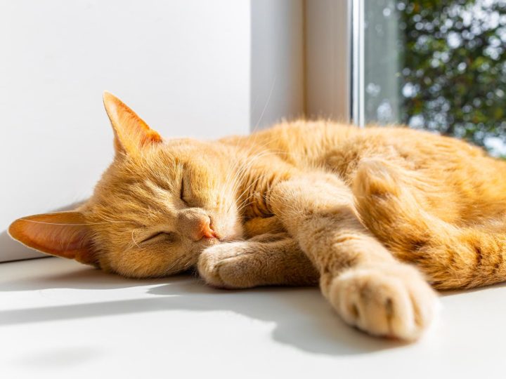 Come capire l’età di un gatto randagio?