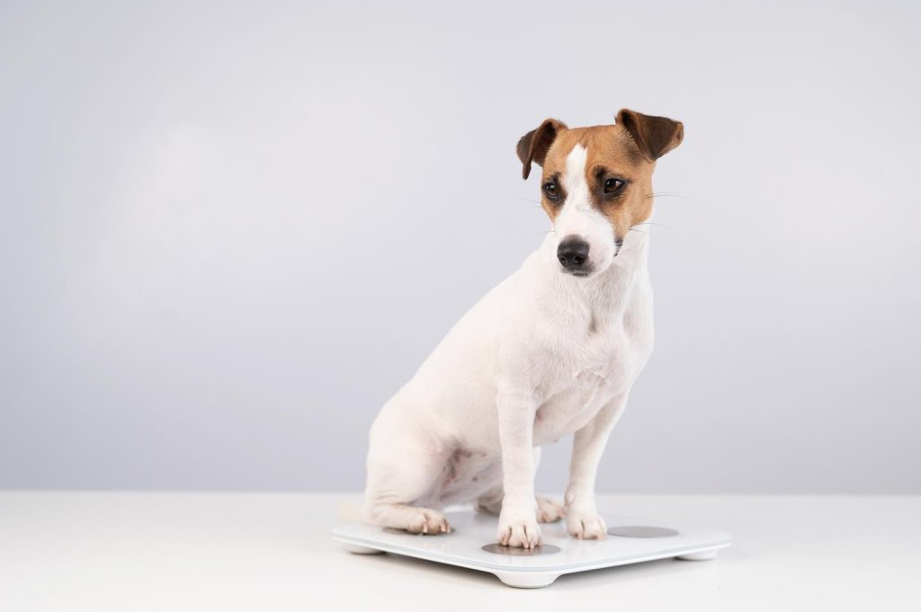Come capire se il cane è incinta