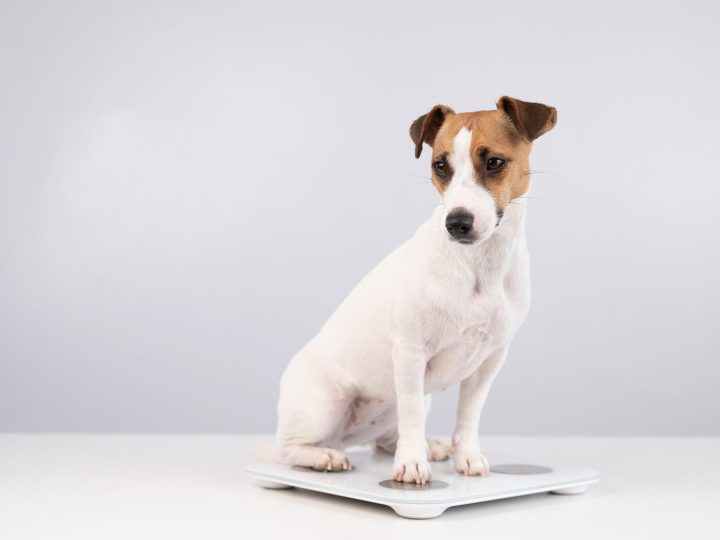 Come capire se il cane è incinta?