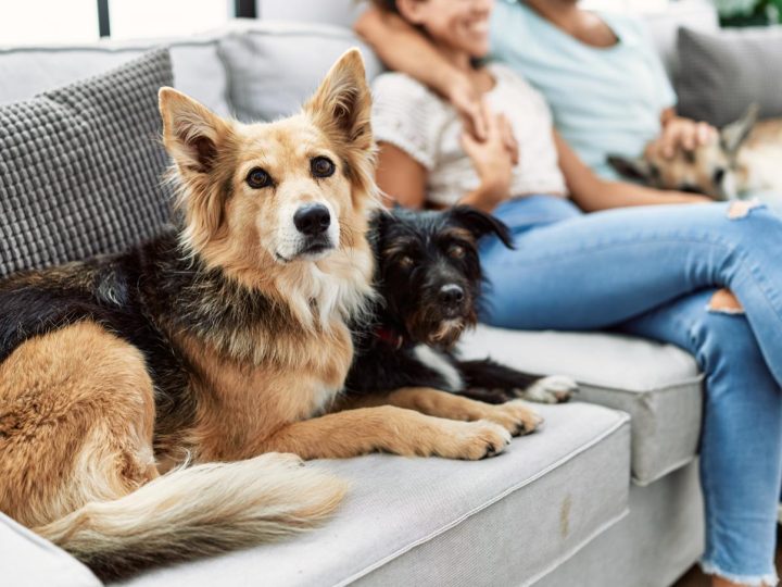 Come capire se il cane ha freddo?