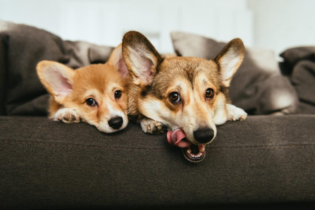 Come capire se il cane ha la febbre