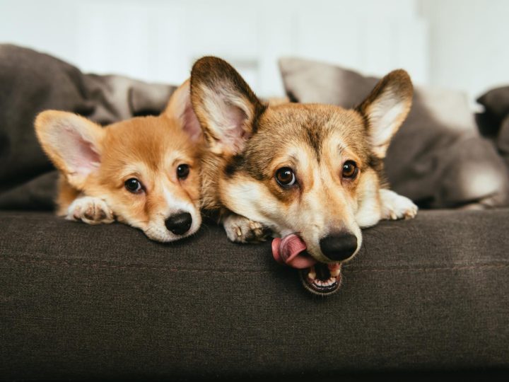 Come capire se il cane ha la febbre?
