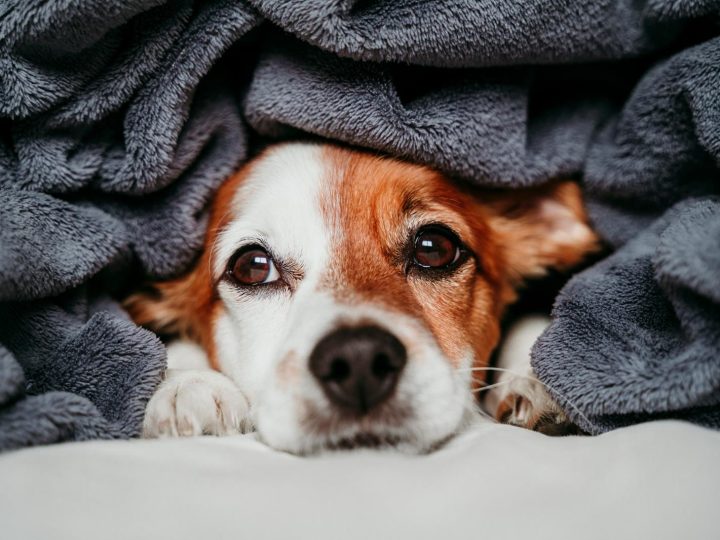 Come capire se il cane ha mal di pancia?