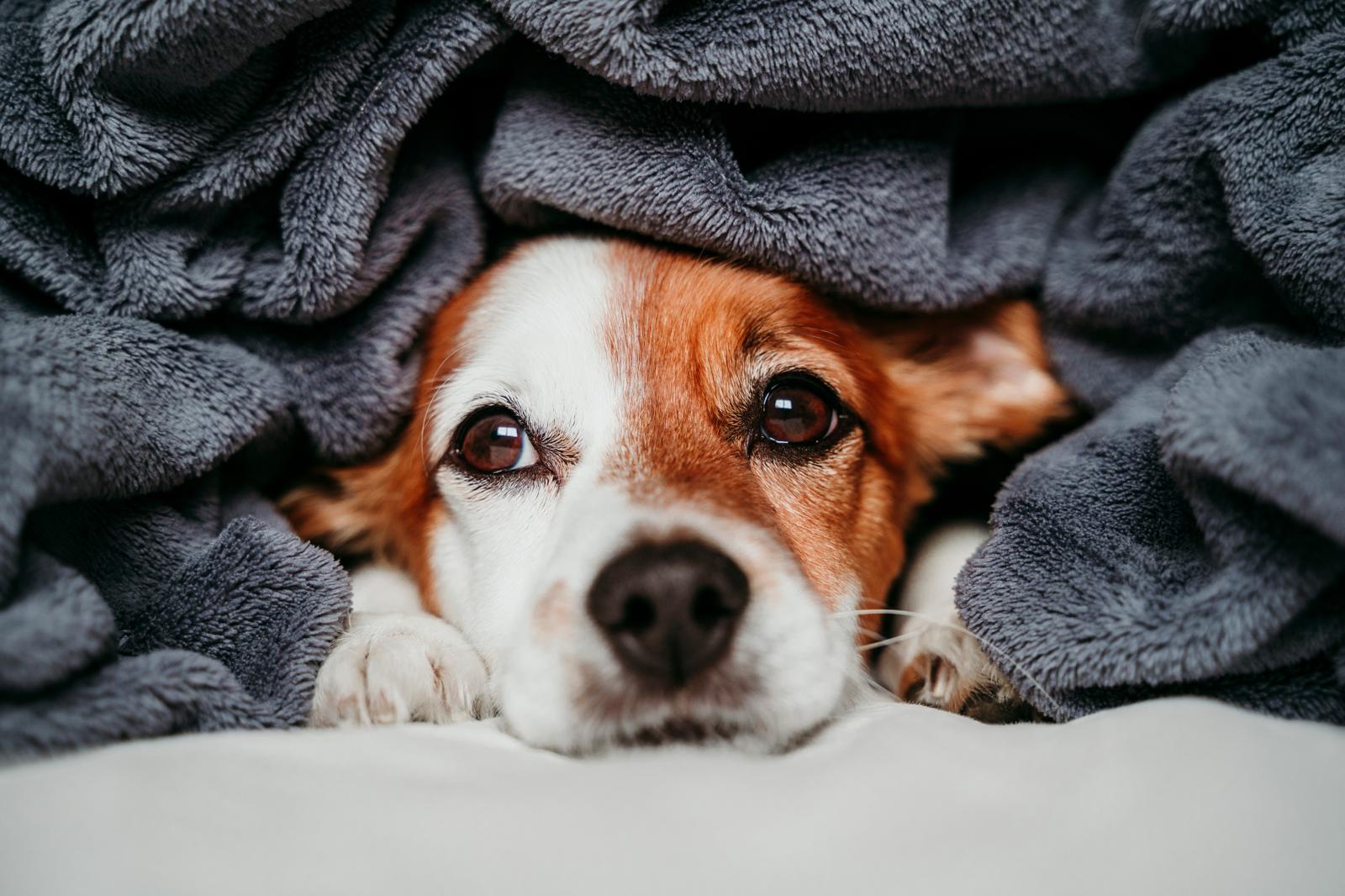 Come capire se il cane ha mal di pancia?