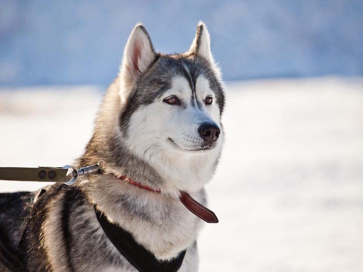 Come capire se il cane ti ha scelto come padrone?