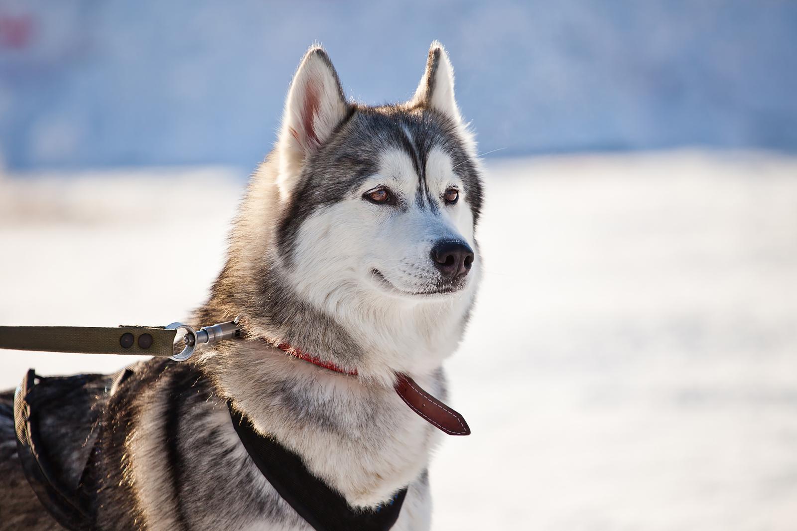 Come capire se il cane ti ha scelto come padrone?