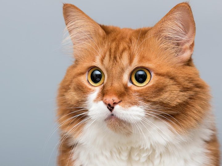 Come capire se il gatto è in calore?