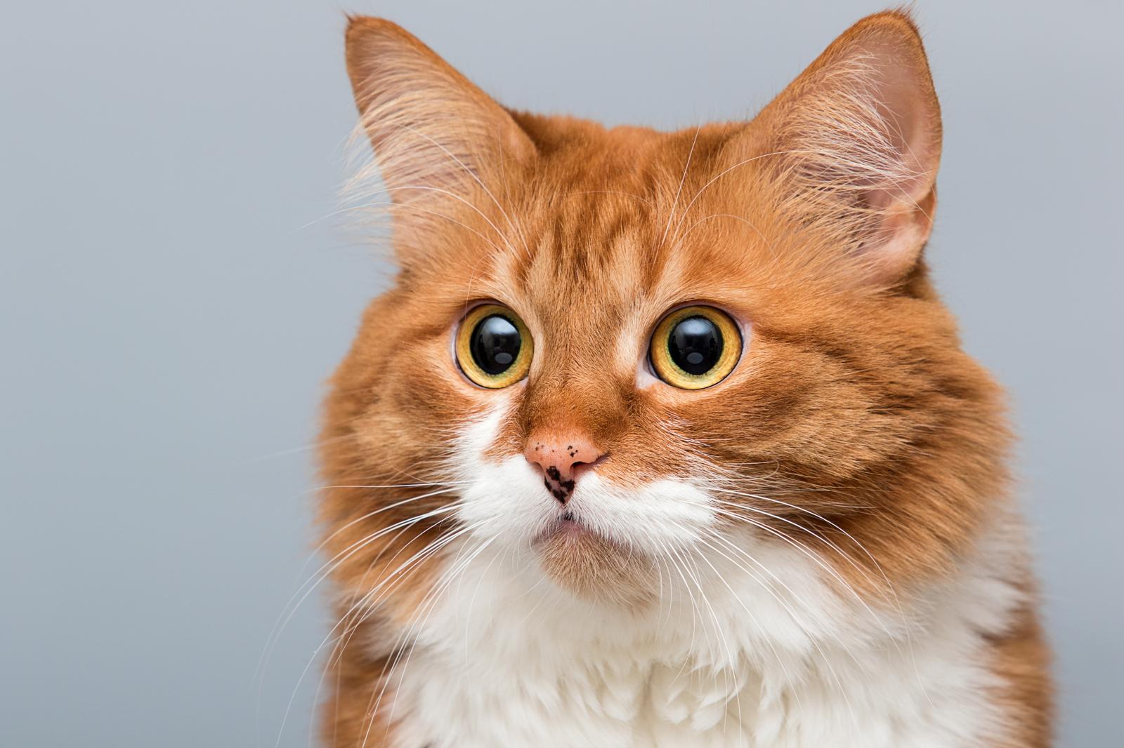 Come capire se il gatto è in calore?