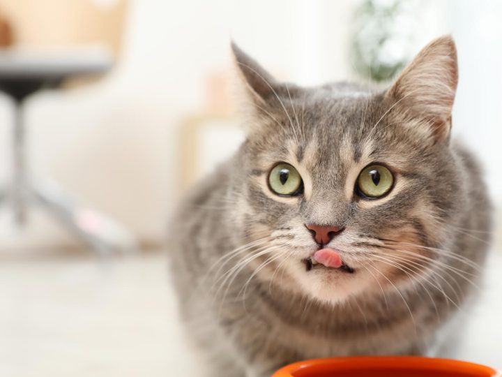 Come capire se il gatto ha le pulci?