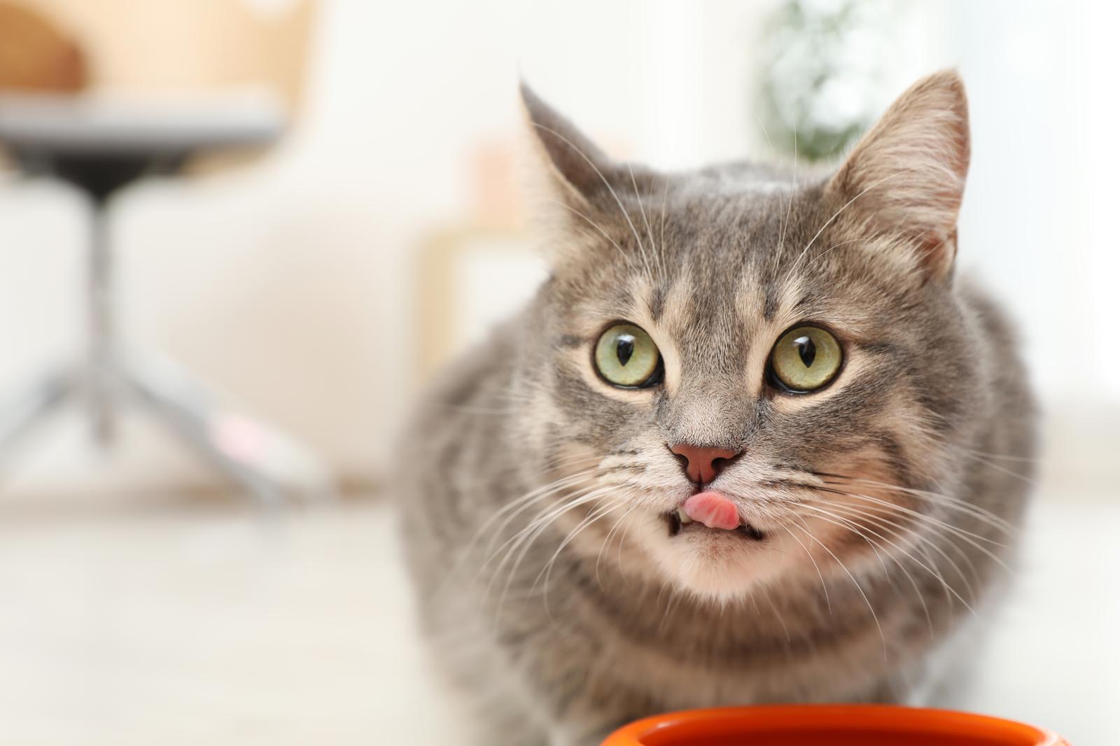 Come capire se il gatto ha le pulci?
