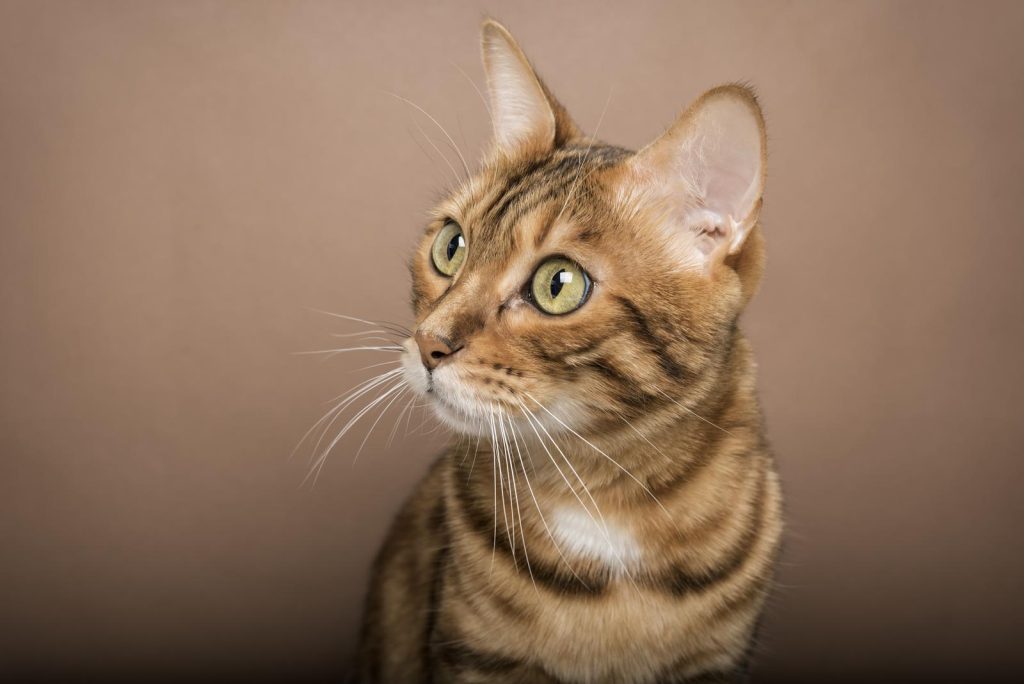Come capire se il gatto sta male