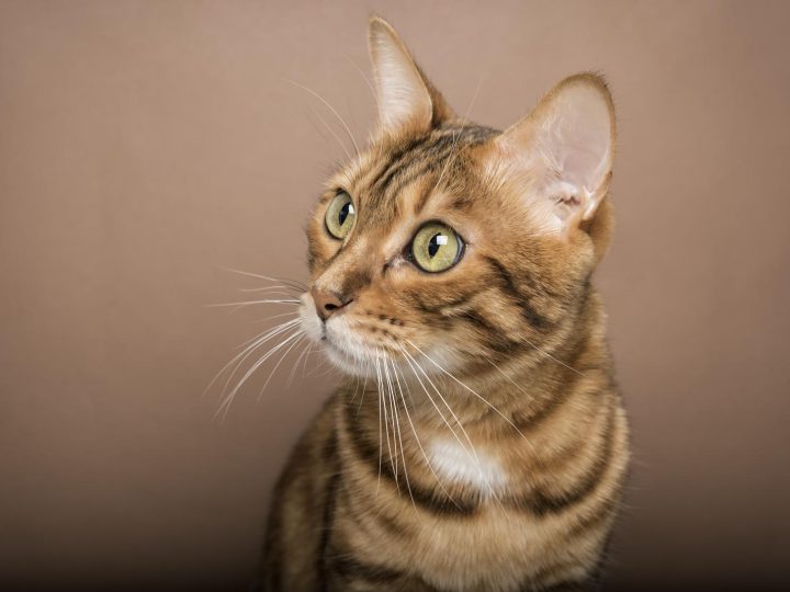 Come capire se il gatto sta male?