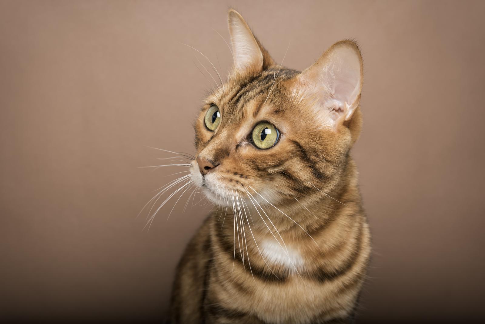 Come capire se il gatto sta male?