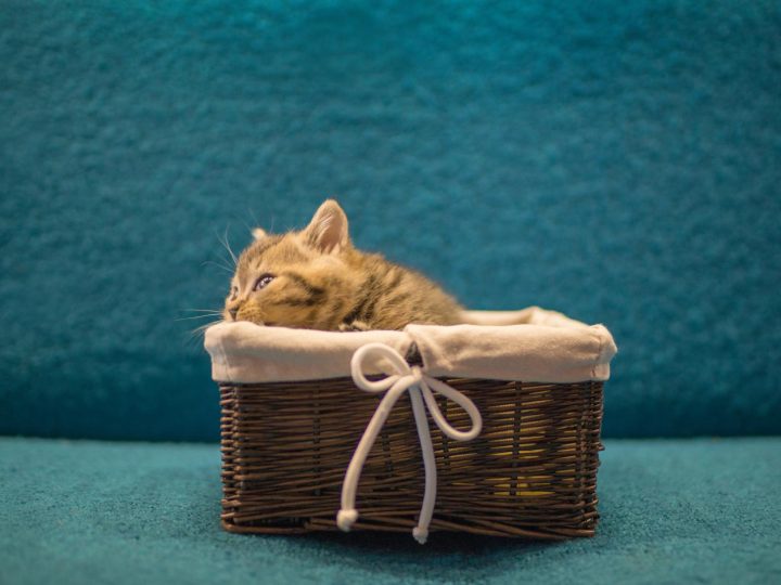 Come capire se il gatto ti ha scelto?