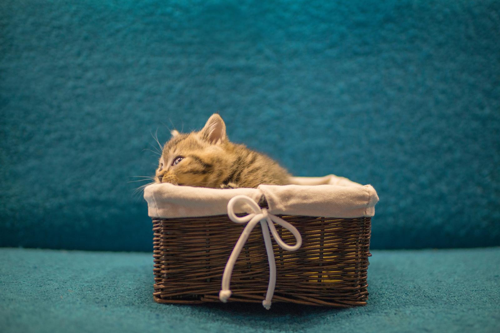 Come capire se il gatto ti ha scelto?