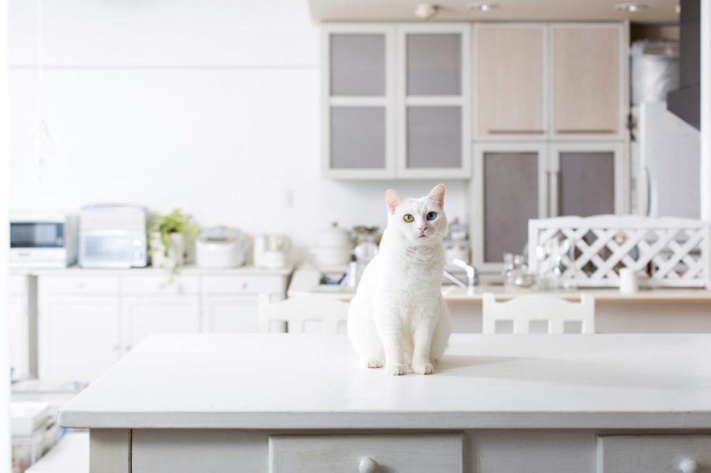 Come capire se il gatto ti vuole bene