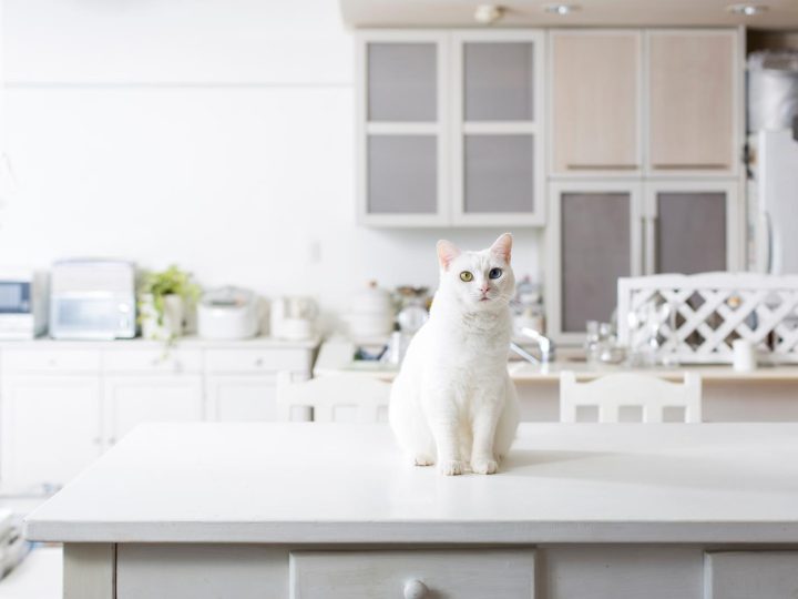 Come capire se il gatto ti vuole bene?