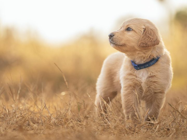 Come capire se il tuo cane ti vuole bene?