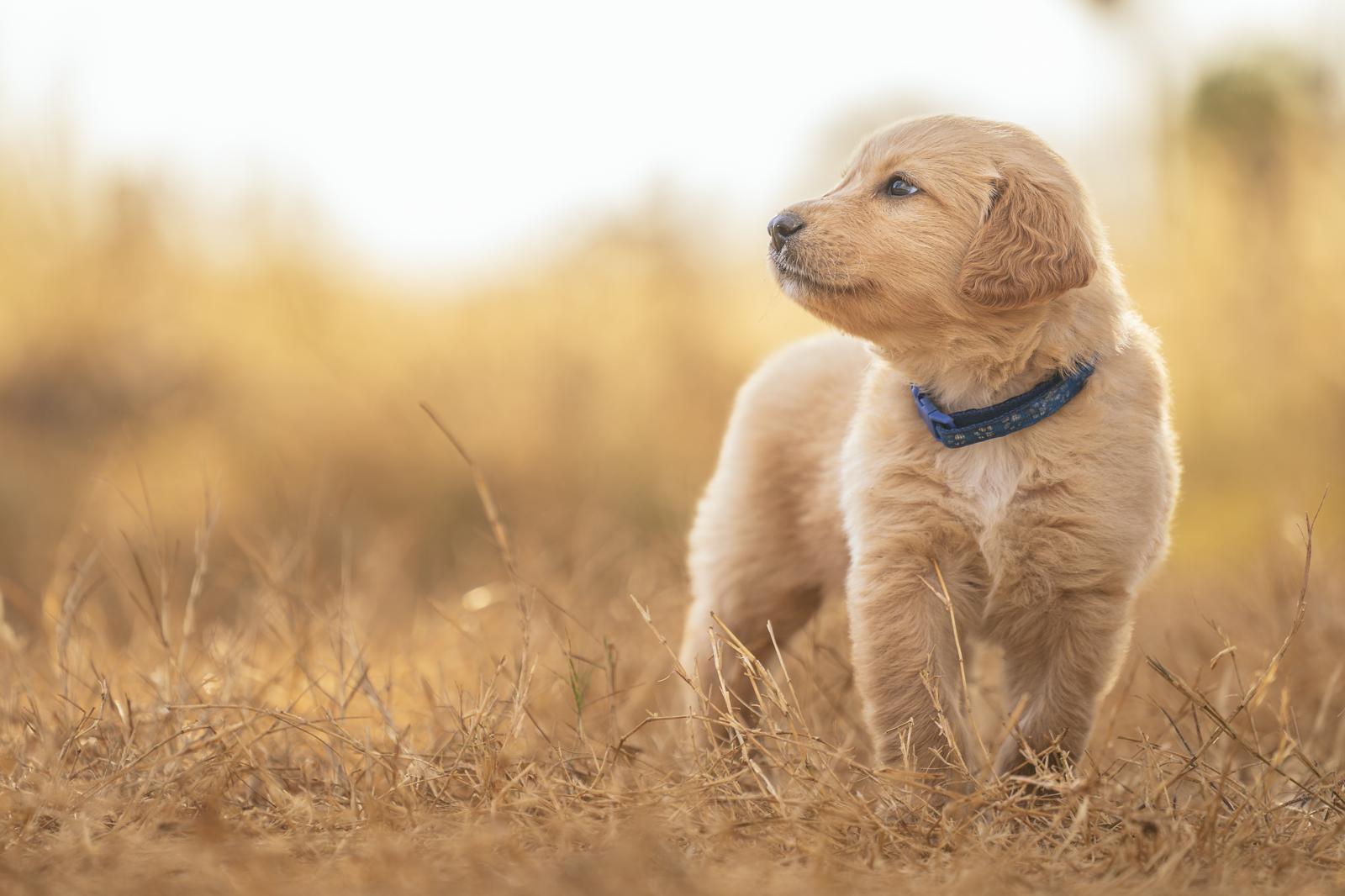 Come capire se il tuo cane ti vuole bene?