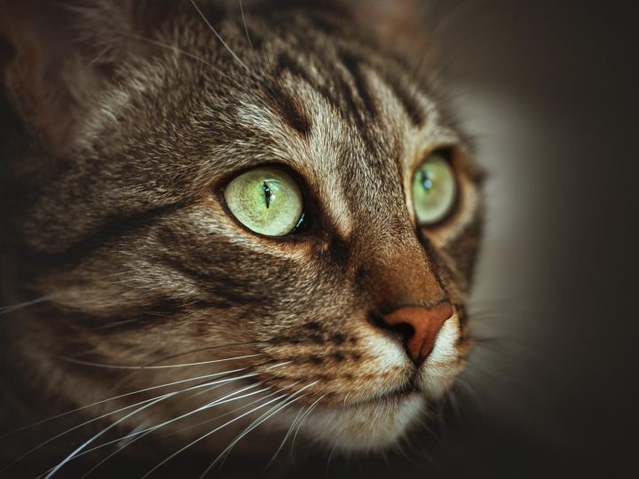 Come capire se un gatto è maschio o femmina?