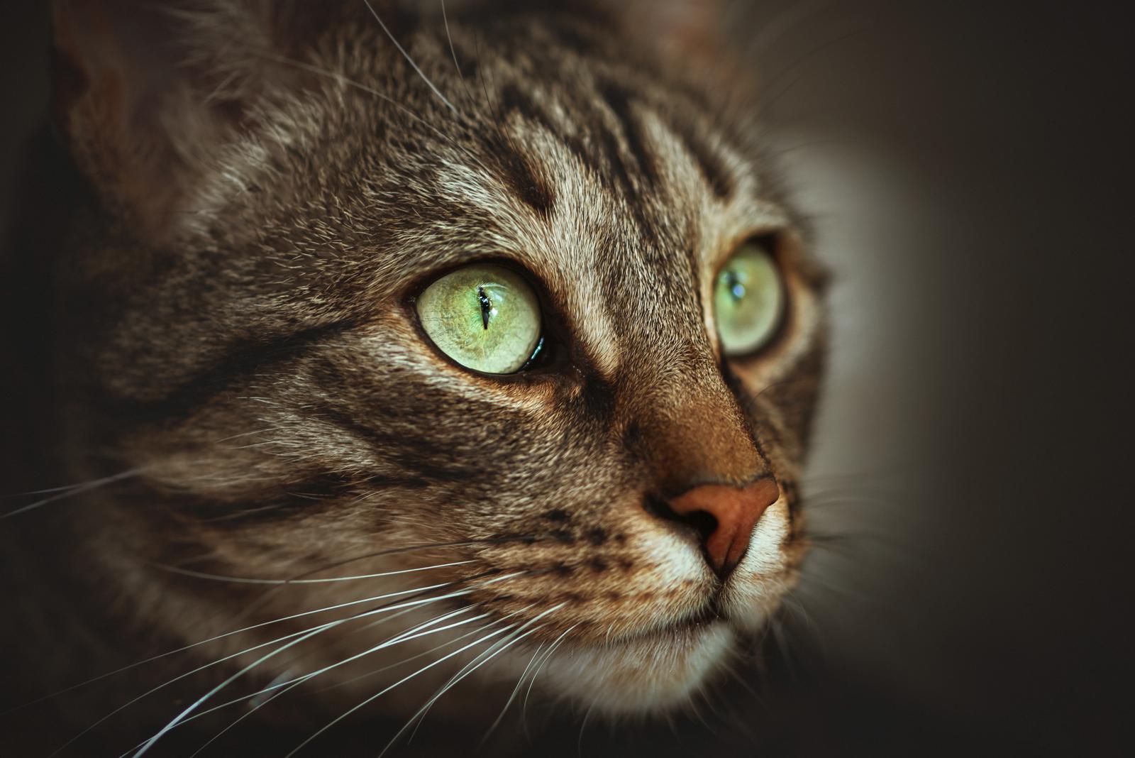 Come capire se un gatto è maschio o femmina?