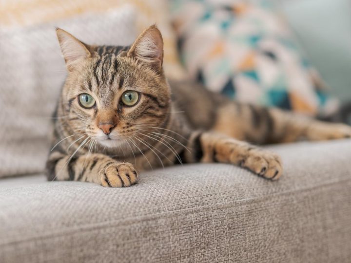 Come chiamare un gatto?