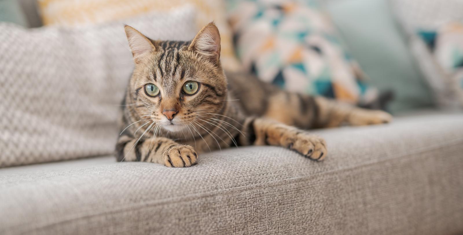 Come chiamare un gatto?