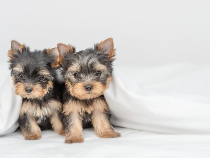 Come condire il riso al cane?
