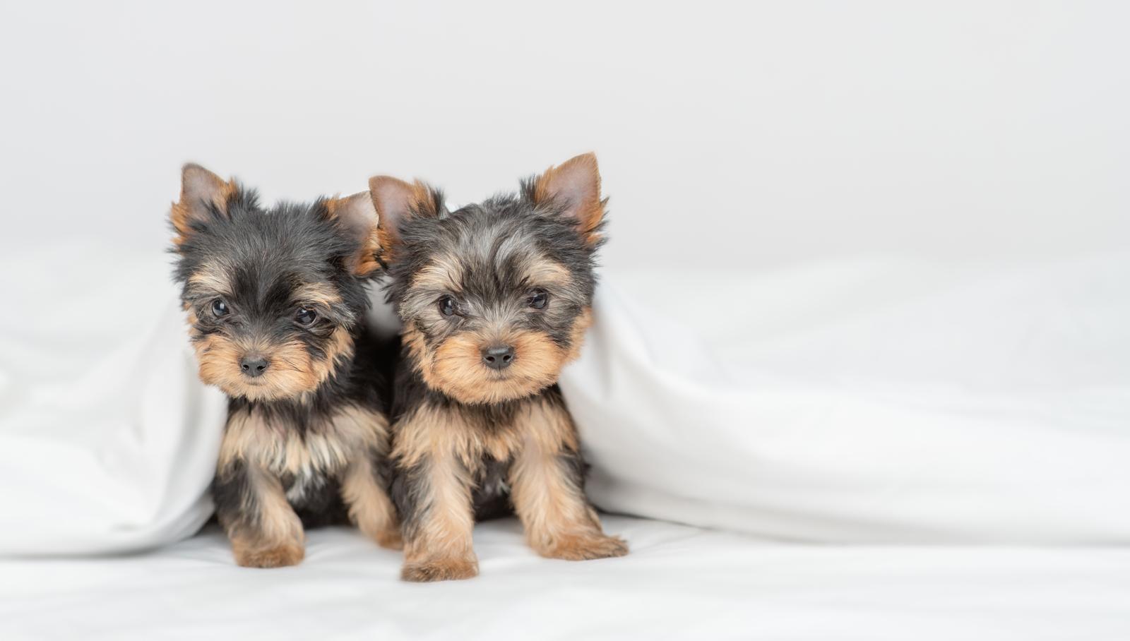Come condire il riso al cane?