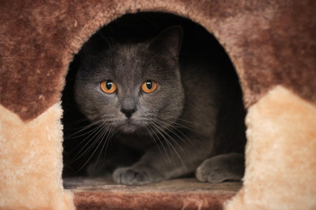 Come convincere i genitori a prendere un gatto