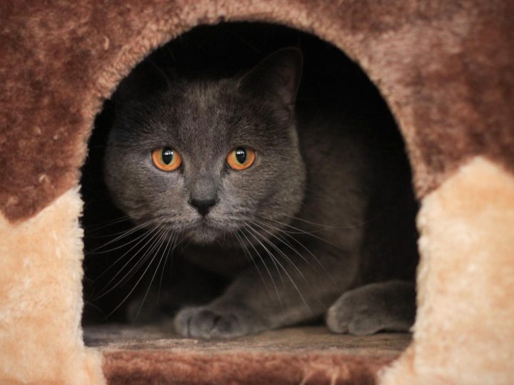Come convincere i genitori a prendere un gatto?