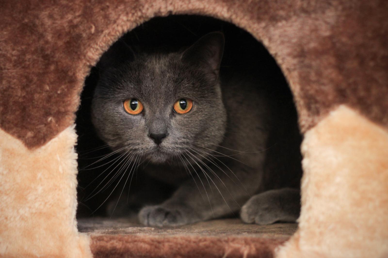 Come convincere i genitori a prendere un gatto?