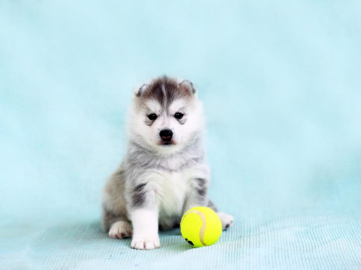 Come correggere le orecchie dei cani?