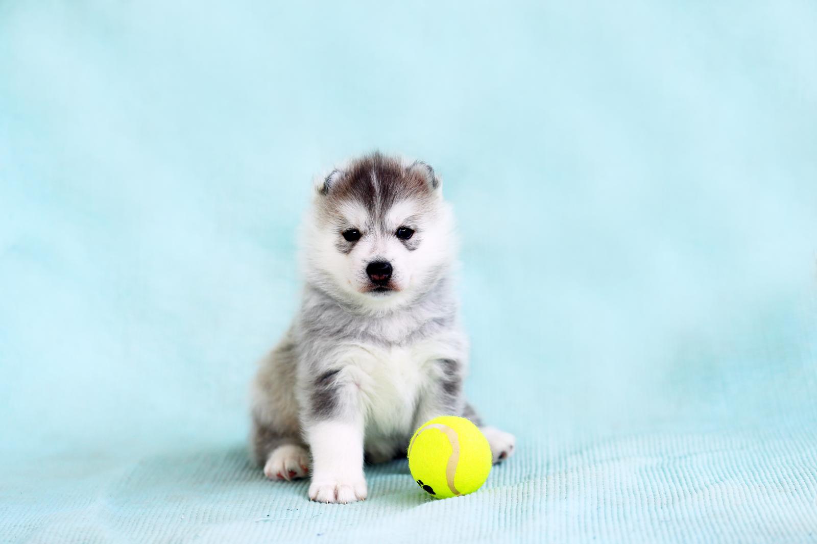 Come correggere le orecchie dei cani?