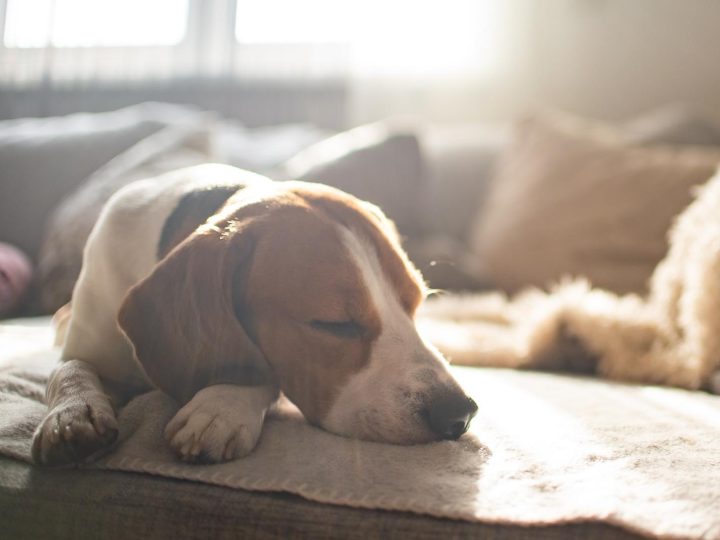 Come costruire cuccia cane?