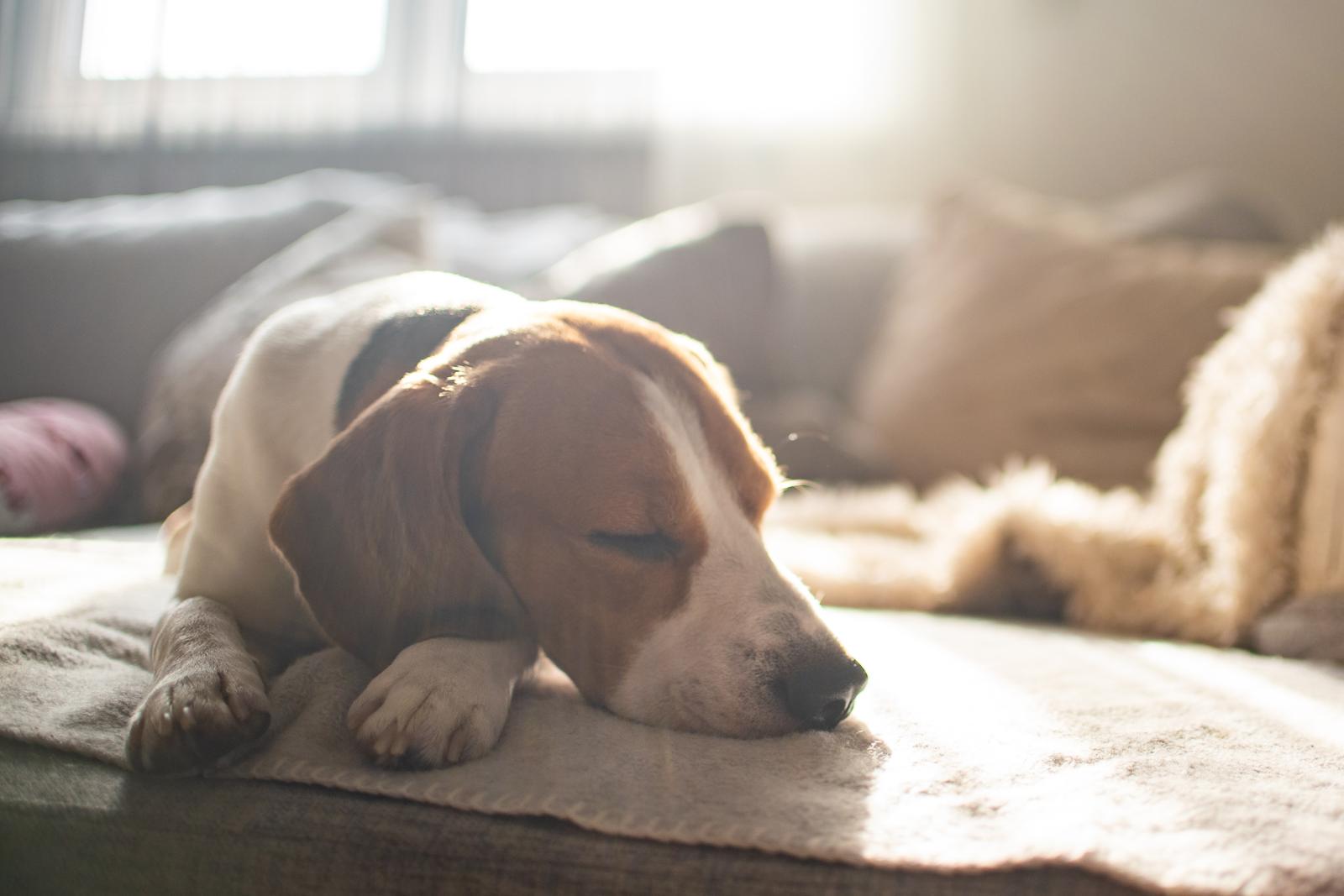 Come costruire cuccia cane?