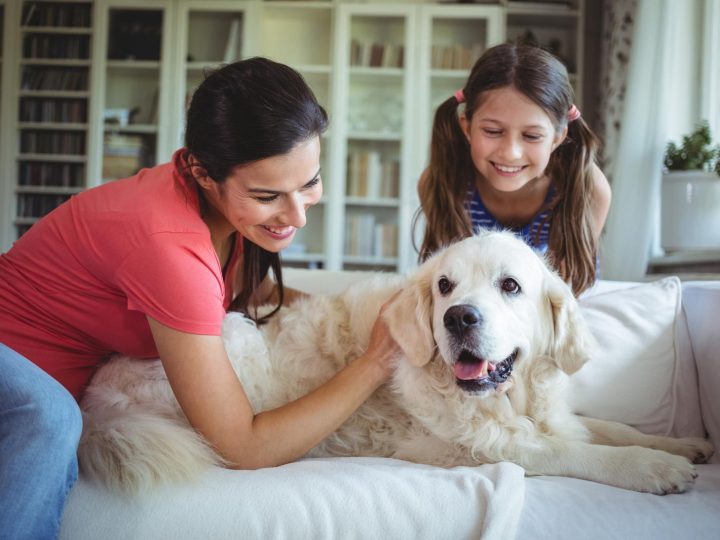 Come costruire la cuccia del cane?