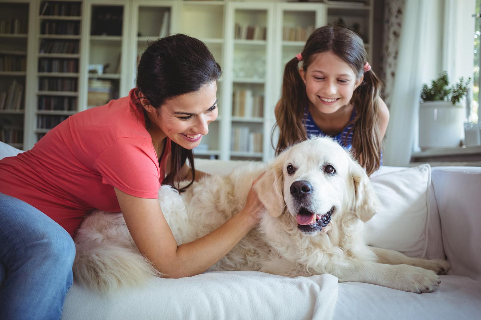 Come costruire la cuccia del cane?