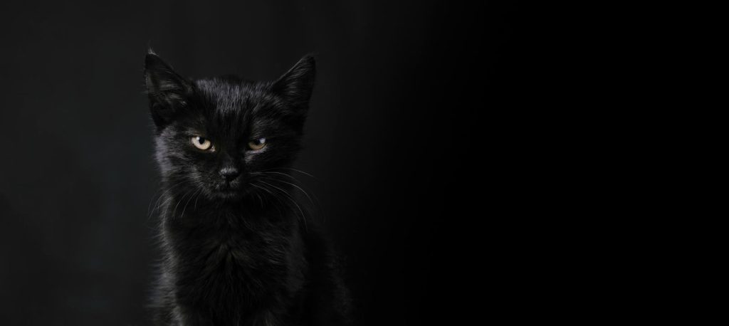 Come curare il raffreddore del gatto