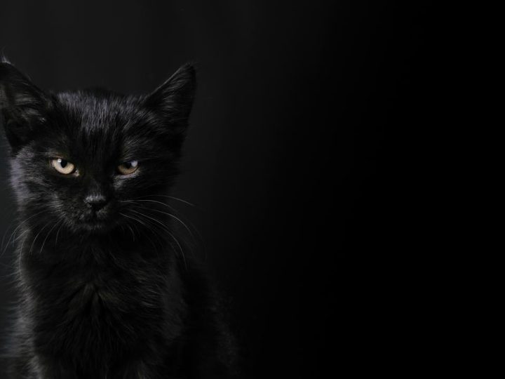 Come curare il raffreddore del gatto?