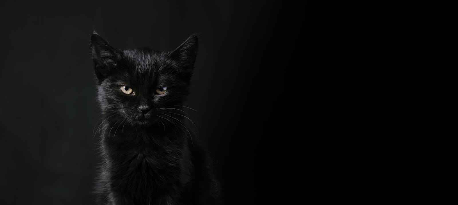 Come curare il raffreddore del gatto?