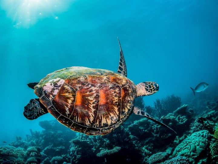 Come curare una tartaruga di terra?