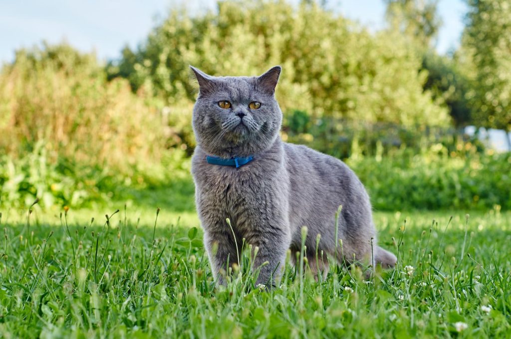 Come dare antibiotico al gatto