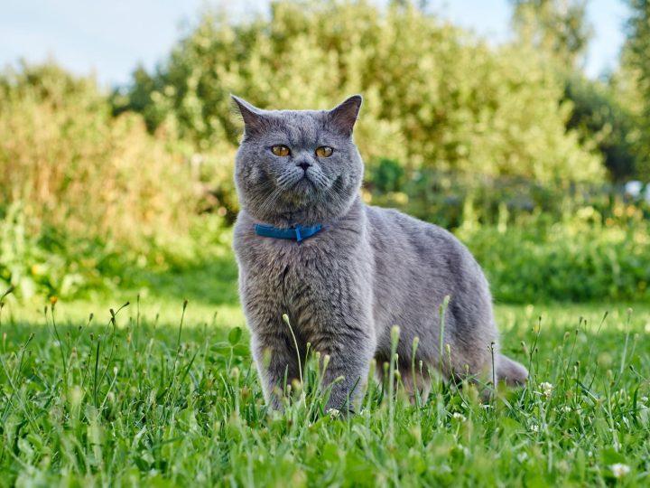 Come dare antibiotico al gatto?